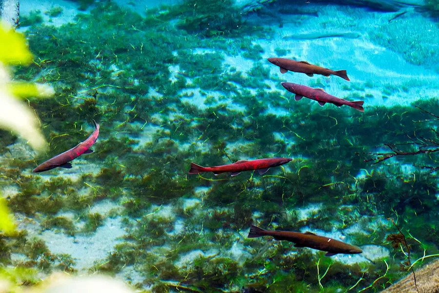 🏞️ 신의 아이 연못 (카미노코이케) 이미지 5